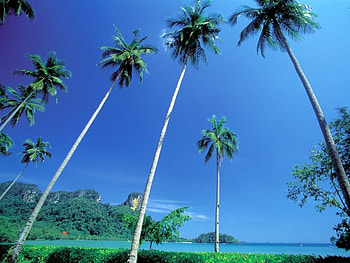 Landscape, Palms HD wallpaper