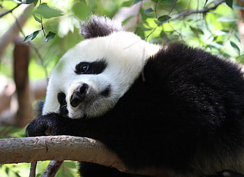 Animals, Sit, Branch, Stains, Spots, Panda HD wallpaper