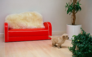 Animals, Flower, Puppy, Red Sofa HD wallpaper