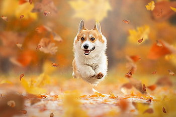 Must haves of autumn, Corgi , Cute HD wallpaper
