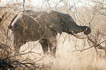 Animals, Trees, Branches, Elephant HD wallpaper