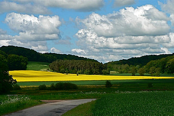 Yellow Fields, fields, cool, , yellow HD wallpaper