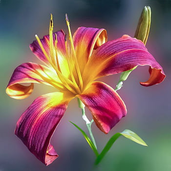A vivid close-up of a blooming daylily showcasing vibrant colors and intricate petal details. HD phone wallpaper