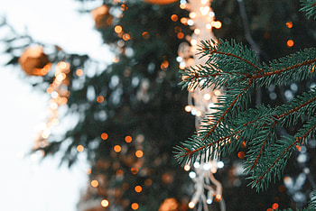 Nature, Needle, New Year, Glare, Christmas, Branch, Spruce, Fir HD wallpaper