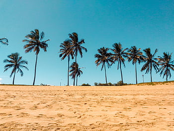 Serene tropical beach with coconut palms under a clear blue sky in Brazil. HD wallpaper