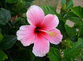 Flowers, Pink, Bloom, Flowering, Greens, Hibiscus, Stamen HD wallpaper