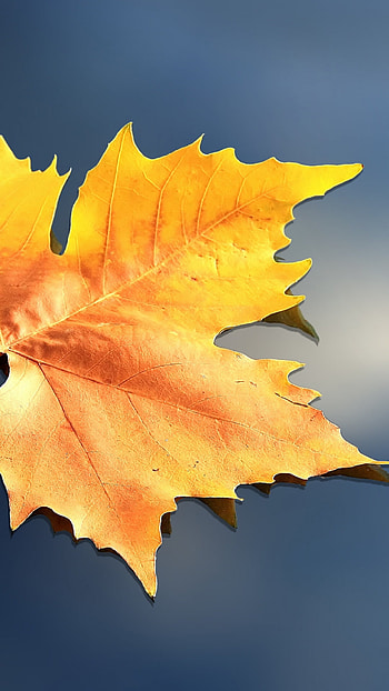 Leaf macro composition, Subtle details HD phone wallpaper