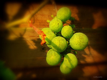 ♣~ Autumn Grapes ~♣ , vineyard, green grapes, grapes, berries, autumn HD wallpaper