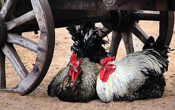 Bird enthusiasts, Beautiful chickens, Animal appreciation HD wallpaper
