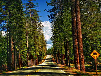 Redwood National Park, San Francisco road trip, Scenic drive, Natural wonders HD wallpaper