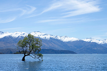 Nature, Mountains, Lake, New Zealand, Wood, Tree, Wanaka HD wallpaper
