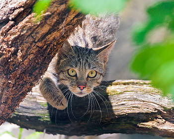 Animals, Cat, Muzzle, Shadow, Sight, Opinion, Fright, Bark HD wallpaper