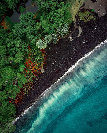 Nature, Trees, Beach, View From Above, Tide, High Tide HD phone wallpaper