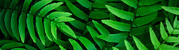 Green Leaf, Green leaves , Ferns leaf background, Spring closeup HD wallpaper