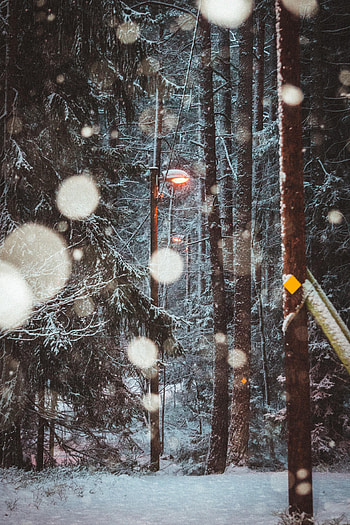 Winter, Nature, Trees, Snow, Lamp, Lantern HD phone wallpaper