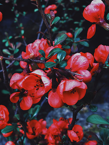 Flowers, Leaves, Petals, Bloom, Flowering, Branch, Geranium HD phone wallpaper