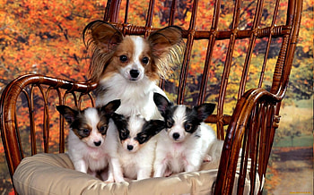 Mother and puppies, Papillon Dog HD wallpaper