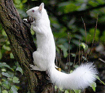 Rare white, white, rare, green, squirrel, tree HD wallpaper