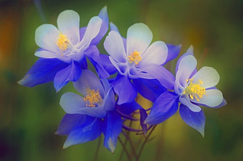 blue, graphy, nature, flowers, beauty HD wallpaper