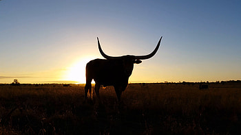 Theme BinÂ» Blog Archive Â» Longhorn HD wallpaper