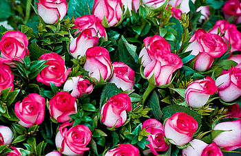 Flowers, Roses, Bouquet, Gorgeous, Chic, Handsomely, It's Beautiful HD wallpaper