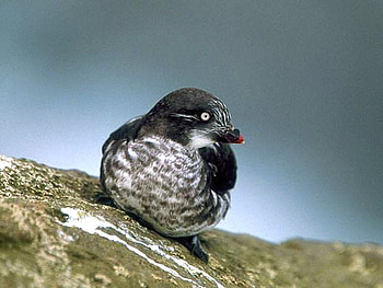 Little Bird, cute, bird, , little HD wallpaper