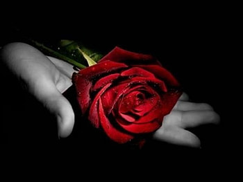 flower, rose, friendship, day HD wallpaper