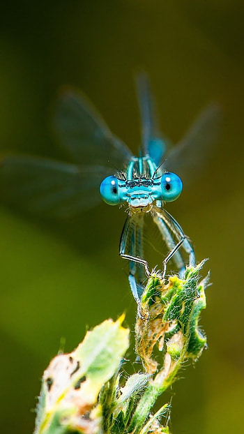 Dragonfly, Blue HD phone wallpaper