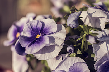 Flowers, Violet, Petals HD wallpaper