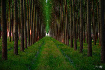 In a Perfect Line, line, green, trees, grass, perfect, forest HD wallpaper