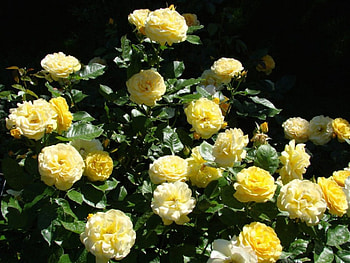 YELLOW ROSES, pink, flowers, green, yellow HD wallpaper