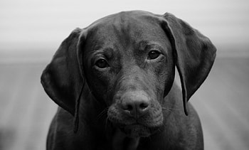 Dog, sweet, animal, dogs, cute, beautiful, puppys, puppy, pretty, animals, lovely HD wallpaper