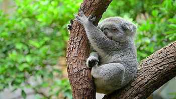Ipswich, Koalas HD wallpaper