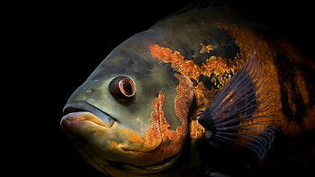 Animals, Fishes HD wallpaper