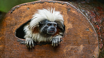 Tamarin, animal, log, tree HD wallpaper