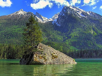 Trees in Rock, beautiful HD wallpaper