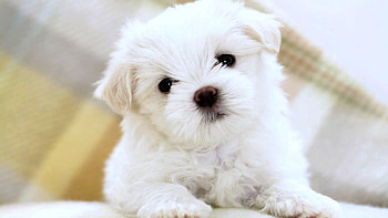 Animals, Light, Sit, Muzzle, Light Coloured, Puppy HD wallpaper