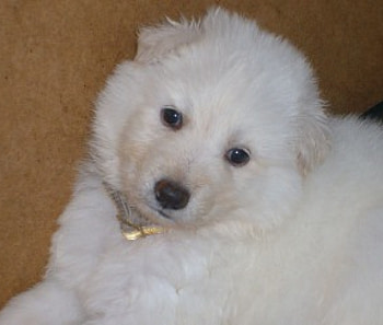 MY DIAMOND, white, pup, gsd HD wallpaper