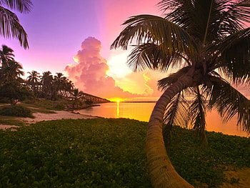 Beach, sea, palm, , sun, sunset HD wallpaper