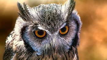 Owl in ultra , Captivating , Wildlife in focus, High definition HD wallpaper