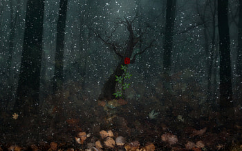 Belated Flowering, winter, rose, abstract, fantasy, trees HD wallpaper