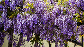 Purple Wisteria Flowers Tree Branches Flowers HD wallpaper