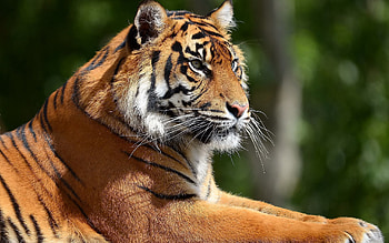 Animals, To Lie Down, Lie, Muzzle, Predator, Big Cat, Tiger, Paws HD wallpaper