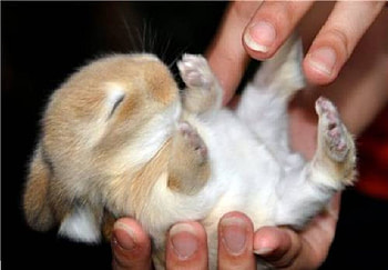 Cute bunny, bunny, sleeping bunnny, bunny in hand HD wallpaper