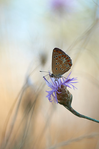 Flower, Macro, Close-Up, Butterfly HD phone wallpaper