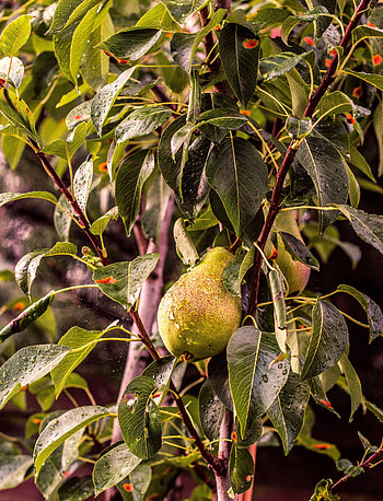 Food, Drops, Wood, Tree, Branch, Pear HD phone wallpaper