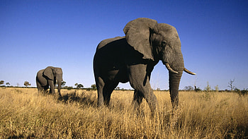 african elephants, african, grass, field, elephant HD wallpaper