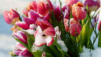 Tulips, winter, flowers, snow HD wallpaper