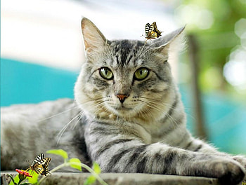 cat, cute cat, butterfly, look, flower HD wallpaper