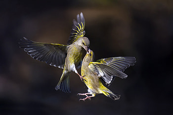 Birds, kiss, flight HD wallpaper